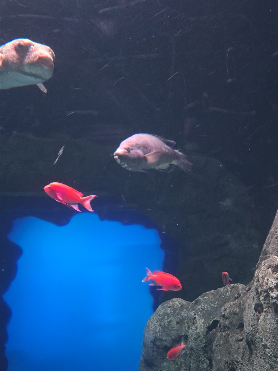 Fish in a tank at the Georgia Aquarium in Atlanta