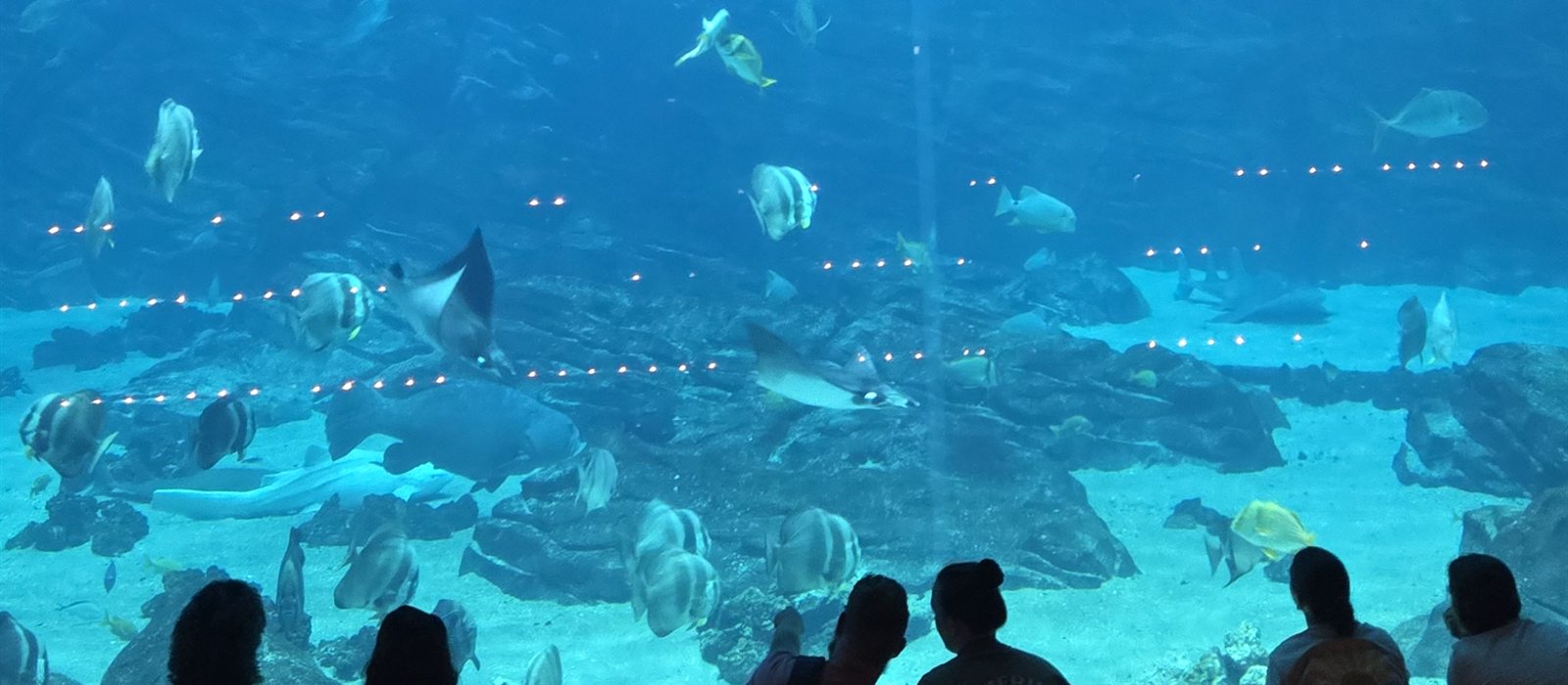 Georgia Aquarium with kids: tickets, tips and what to see
