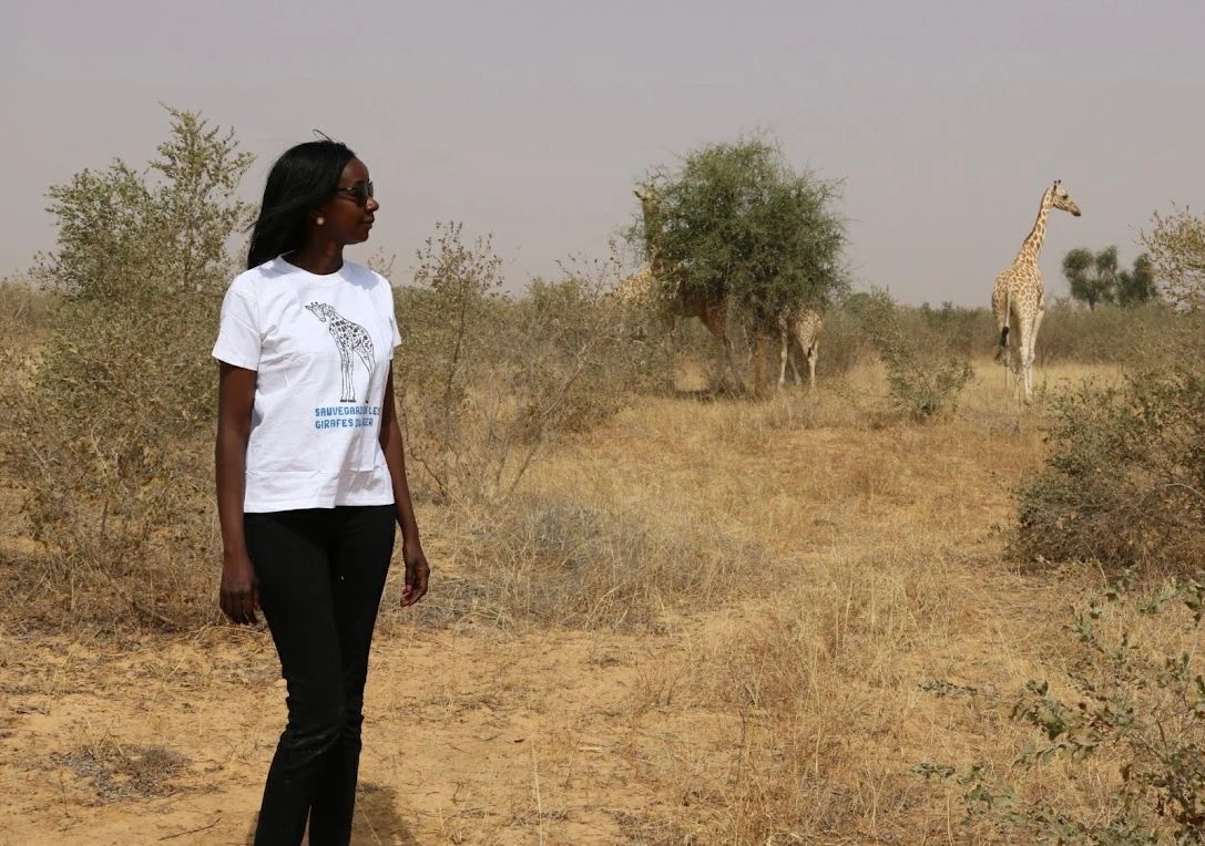 Giraffe in Niger - Koure