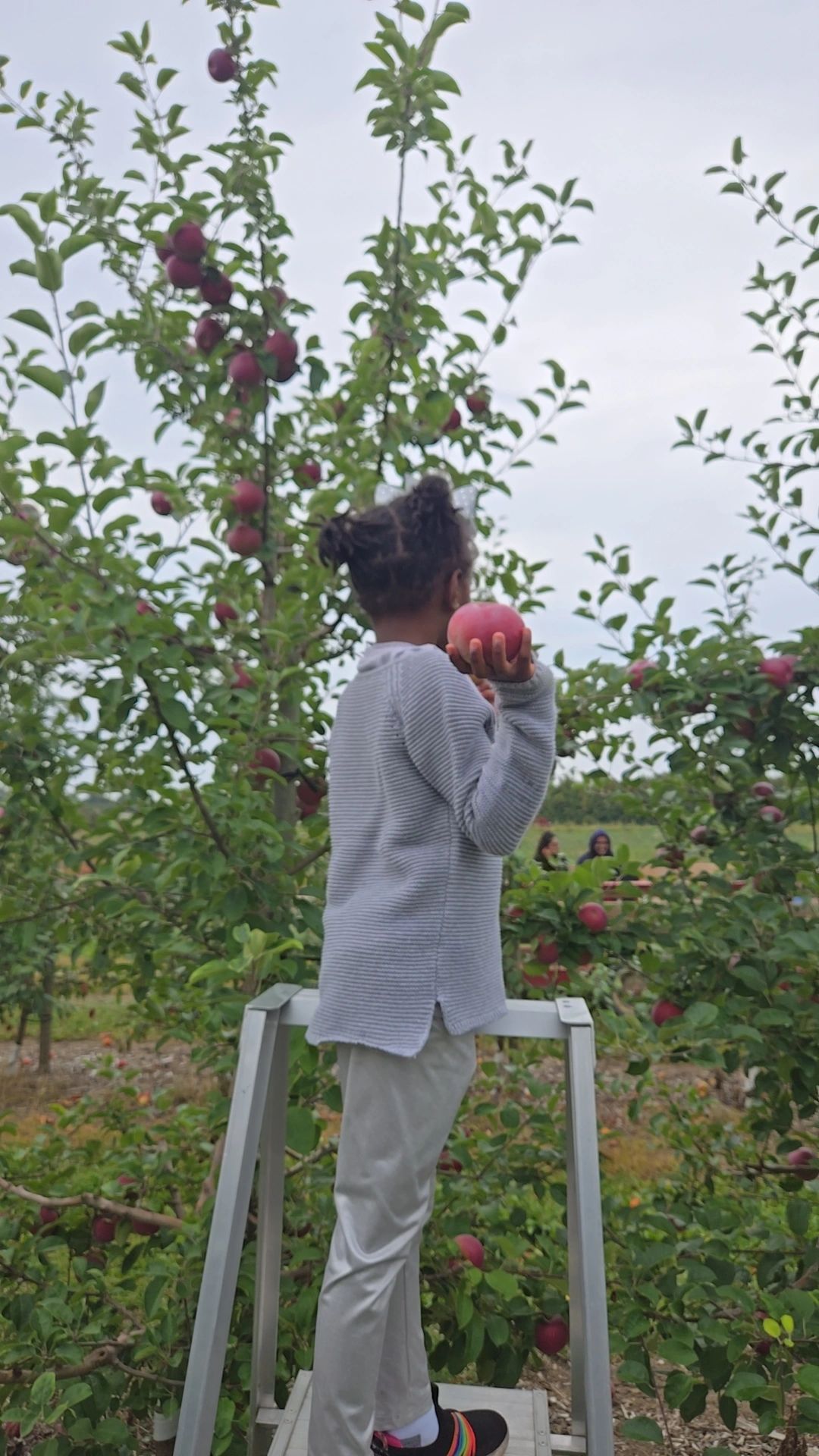 Apple Picking